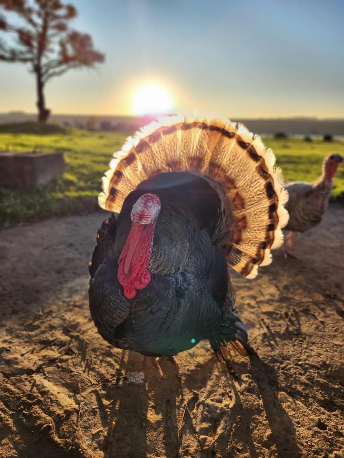 La Vista Farm Stay Ermelo Zewnętrze zdjęcie